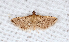 Metasia capnochroa