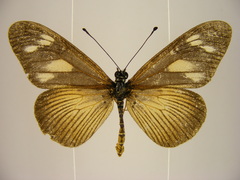 Acraea lycoa