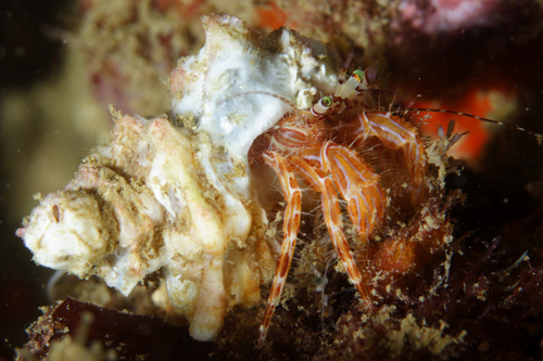 Striped Hermit Crab, photo 4 of 10
