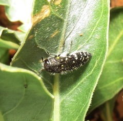 Acmaeodera ornatoides