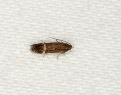 Aproaerema simplexella