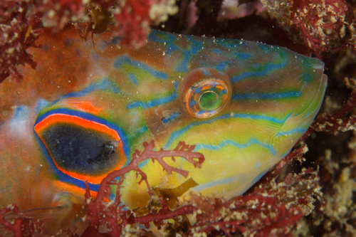 Ocellated Wrasse
