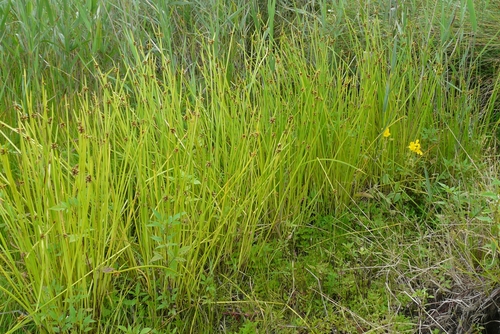 Schoenoplectus mucronatus iNat (1)