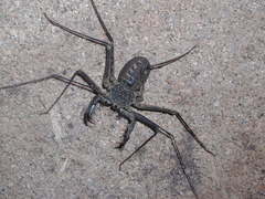 Paraphrynus raptator