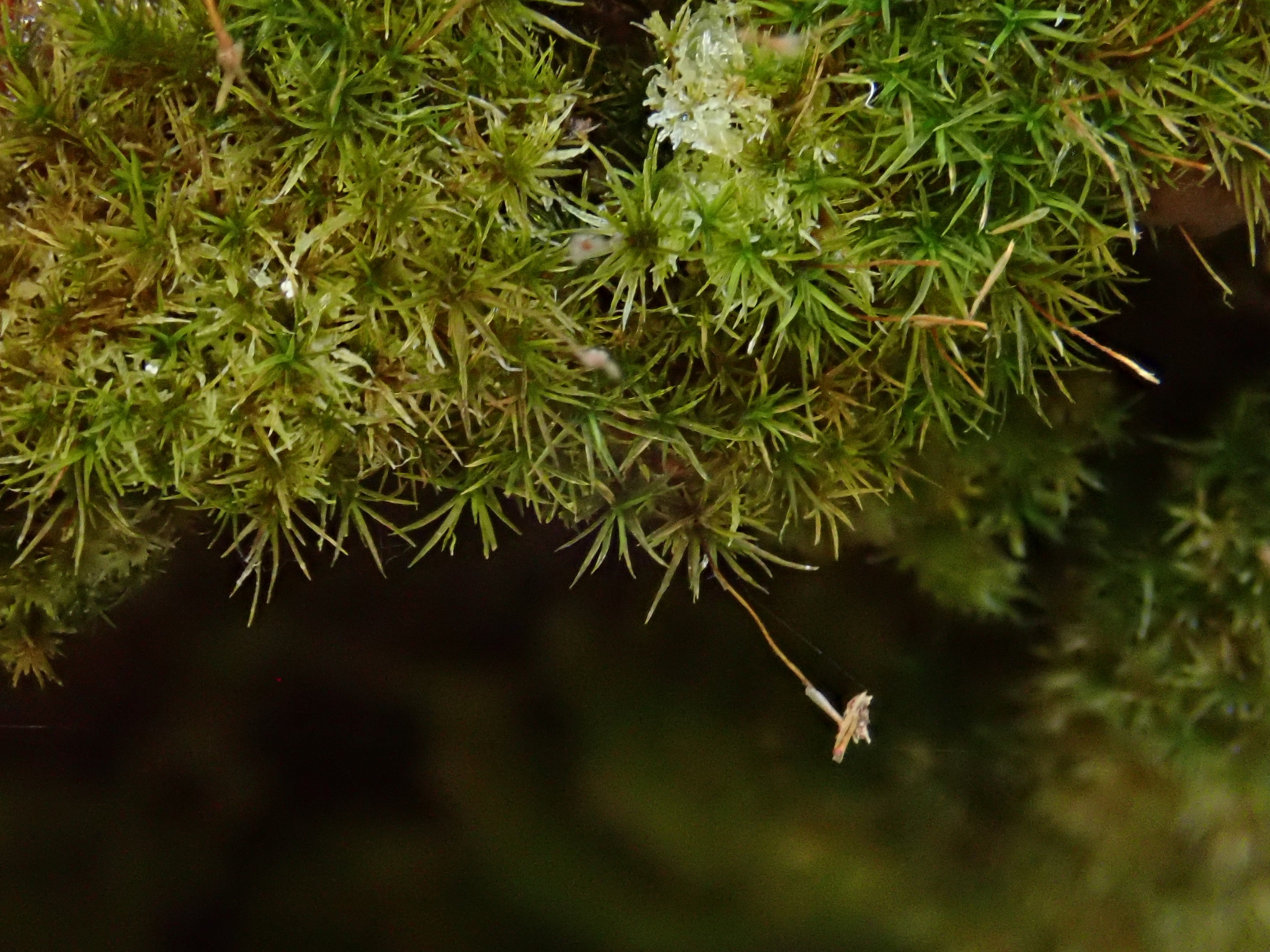 Eucladium verticillatum