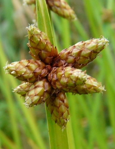 Schoenoplectiella