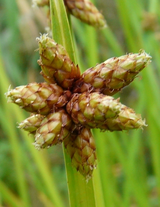 Schoenoplectiella
