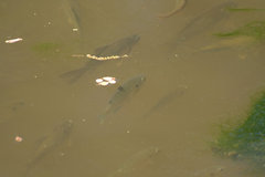 Cyprinus
