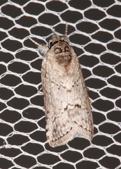 Nycteola polycyma