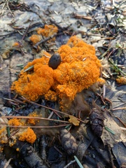 Byssonectria terrestris