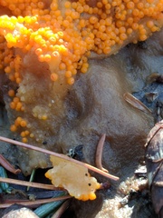 Byssonectria terrestris