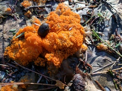 Byssonectria terrestris