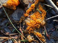 Byssonectria terrestris