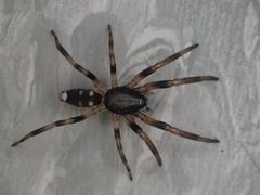 Lampona cylindrata