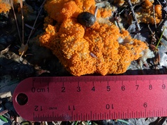 Byssonectria terrestris