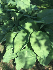 Hosta