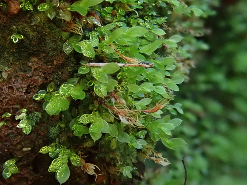 Tozer's Thread-moss (Epipterygium tozeri)