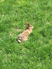 Sylvilagus floridanus