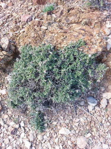 Image of Teucrium brevifolium by no rights reserved