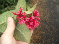 Cestrum fasciculatum