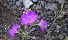 Commicarpus pentandrus