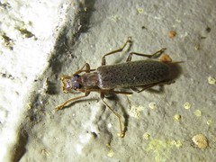 Sparedrus aspersus