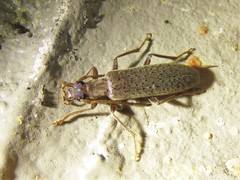 Sparedrus aspersus