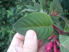 Cestrum fasciculatum