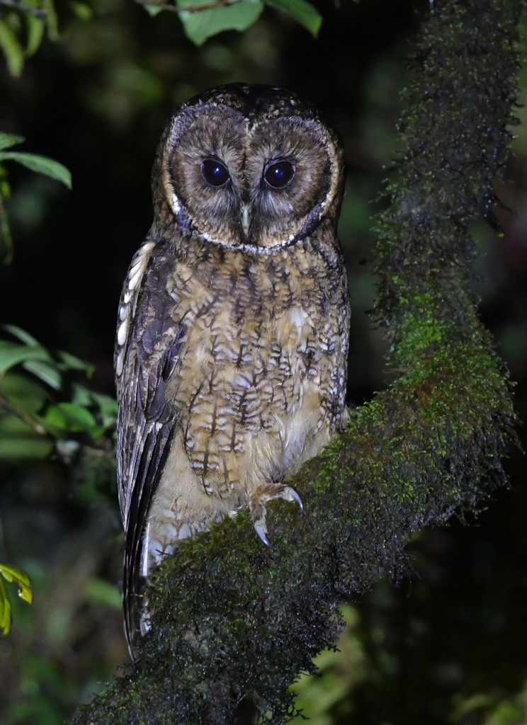 Himalayan Owl from Mishmi Hills, 792110 on May 21, 2023 at 06:50 PM by ...