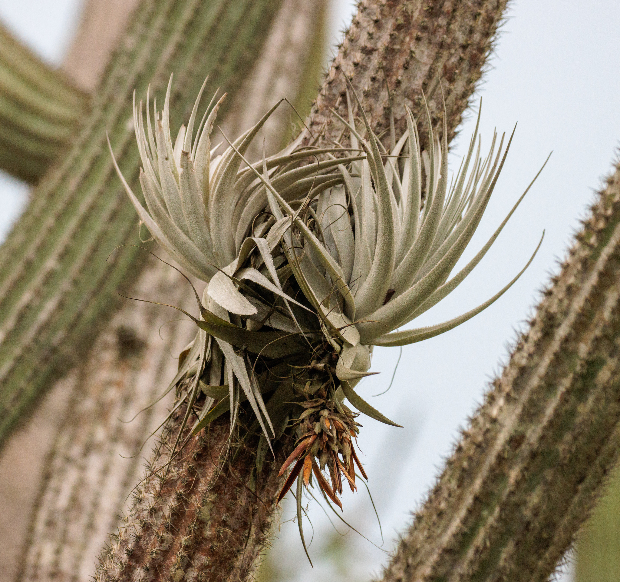 Tillandsia gardneri