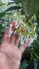 Palicourea lineariflora