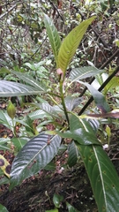Palicourea lineariflora