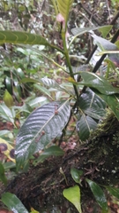 Palicourea lineariflora