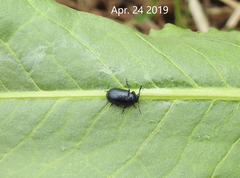 Gastrophysa atrocyanea