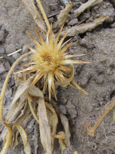 Image of Dicoma schinzii by no rights reserved