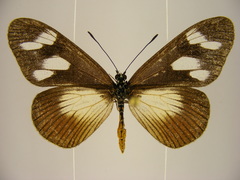 Acraea lycoa