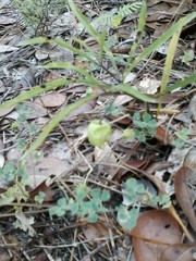 Physalis angustifolia