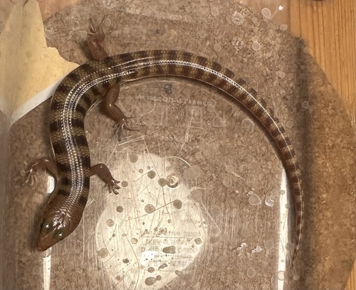 Broad-banded Sand-swimmer