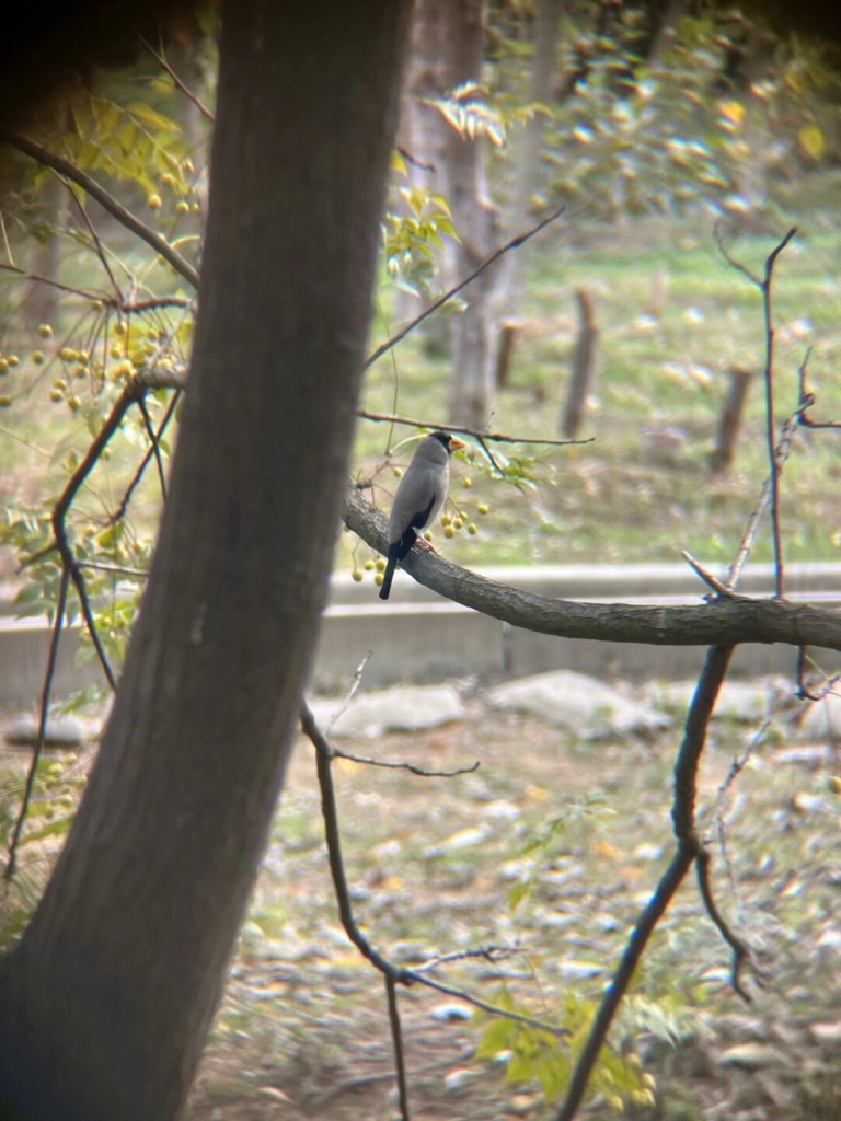 Japanese Grosbeak from China Pharmaceutical University Jiangning Campus ...