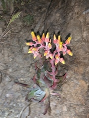 Dudleya saxosa collomiae