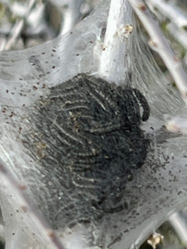 Western Tent Caterpillar Moth photo 4