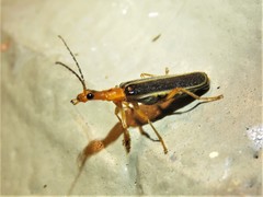 Podabrus brunnicollis