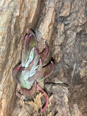 Dudleya saxosa collomiae