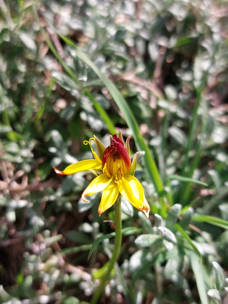 Gelasia cretica; photograph Johann, CC0, iNaturalist via GBIF