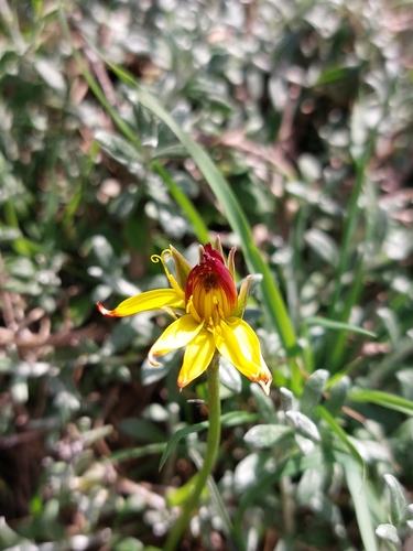 Cretan Salsify (Gelasia cretica)