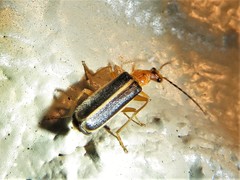 Podabrus brunnicollis