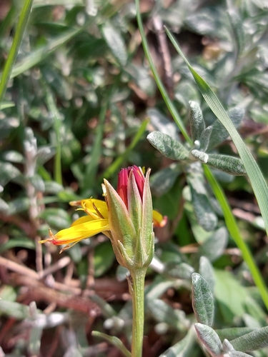 Gelasia cretica, photograph 2