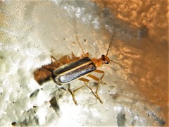 Podabrus brunnicollis