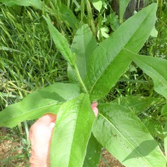 Rumex altissimus