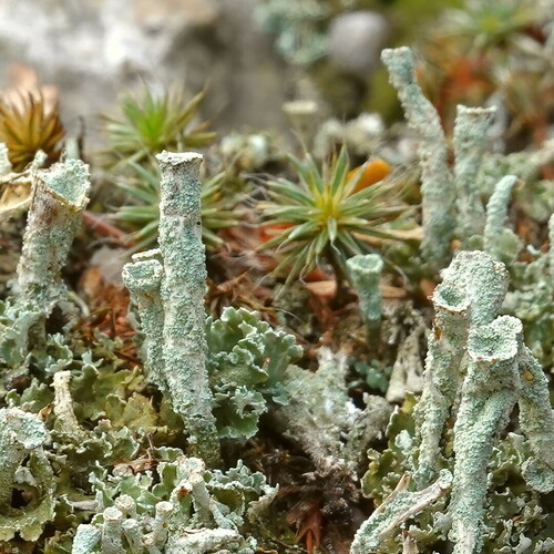 Cladonia cylindrica